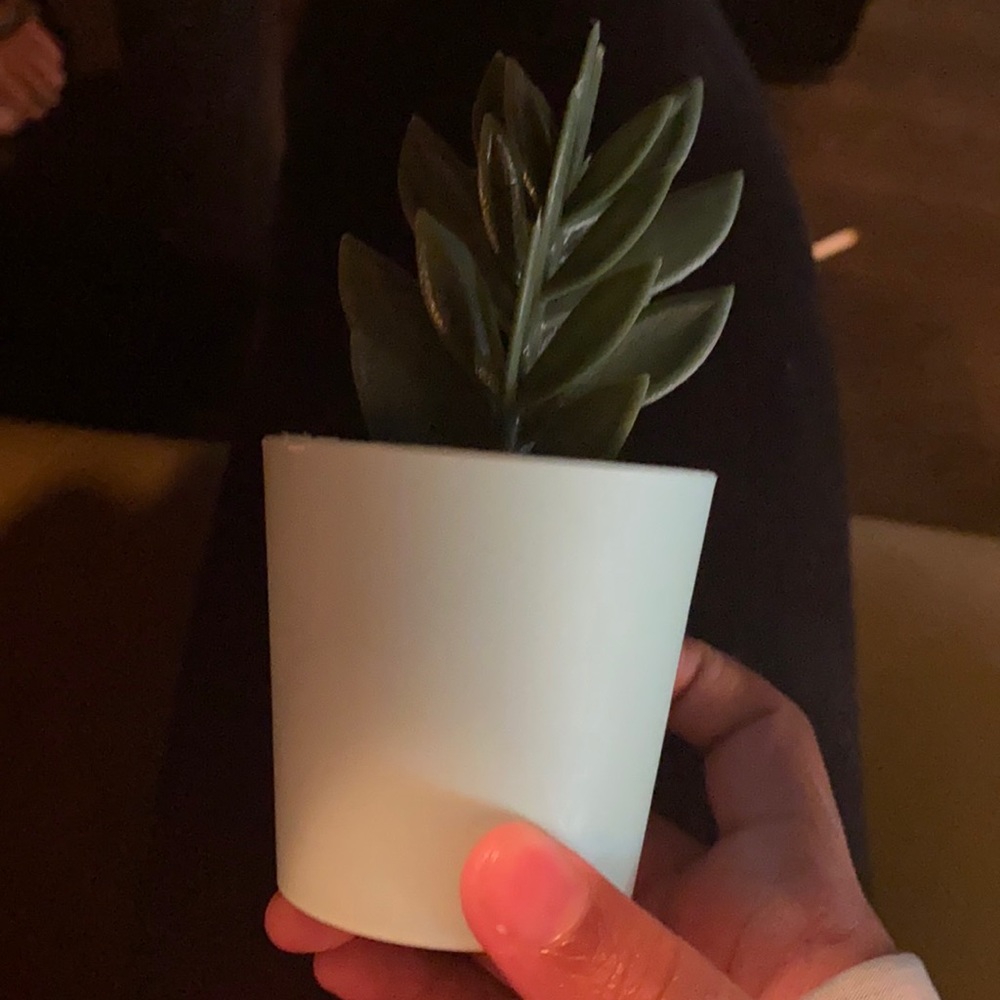 Decor plant